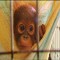 Rehabilitation of babies orangutan to be restored Back to the wild