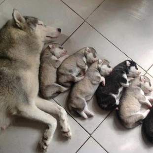 Cutest husky litters ( 10 pics from fan  pt1)