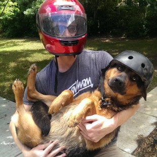 5 big dogs that want a hug
