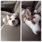 Dogs Grow Up Faster!