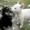 8 weeks Husky Brothers Playing