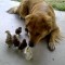 Dog Adopts Baby Chicks