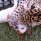 Dog and Jaguar Are Best Friends