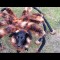 Giant Spider Dog