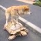 Maybe this is The Laziest Dog in the world
