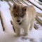 Puppy First Time in Snow