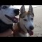 Run with Mishka & Laika!