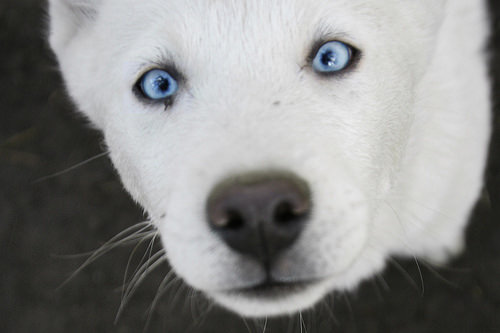 a.aaa-Cute-Husky-Pup