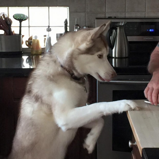 When your dog seeks attention