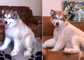 15 Dog Breeds That Shed the Worst