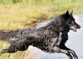 20 Best Dog Breeds for Runners