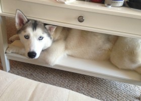 These 15 Dogs Will Never Accept They Are Not Puppies Anymore