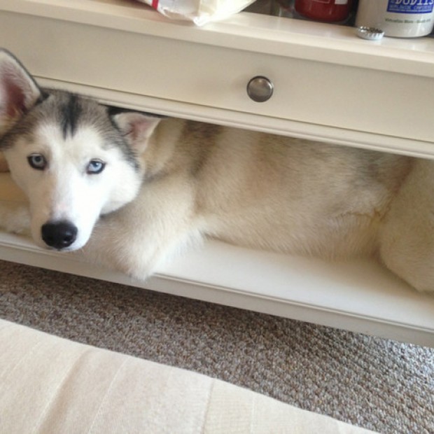 These 15 Dogs Will Never Accept They Are Not Puppies Anymore