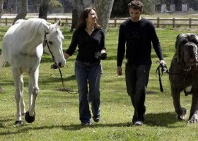 10 Most Popular Large Dog Breeds
