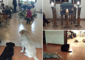 Heartbreaking photos of stray dogs turn up to funeral of women who took care for them