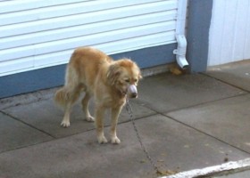 Neighbors did the unthinkable to save a horrified dog!