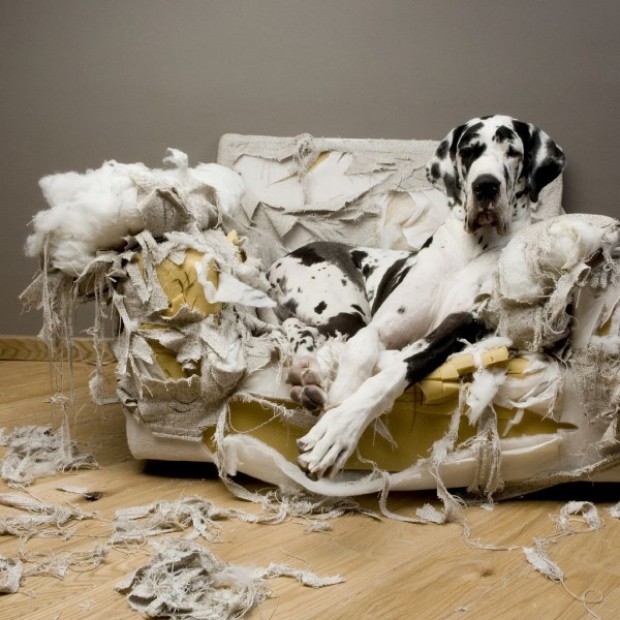 10 pets, which did not expect that the owner would come so early