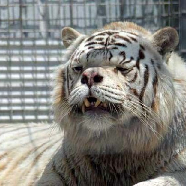 Meet Kenny, an inbred white Tiger with Down syndrome