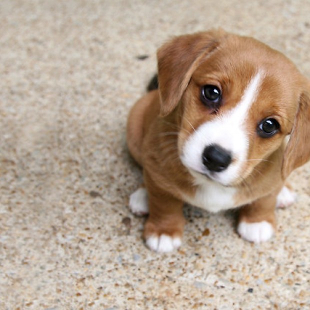 How To Stop 5 Bad Dog Behaviors