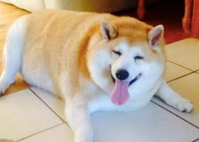 Amazing Transformation of 104 Ib Shiba Inu