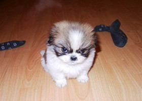 5 of the most adorable Angry puppies