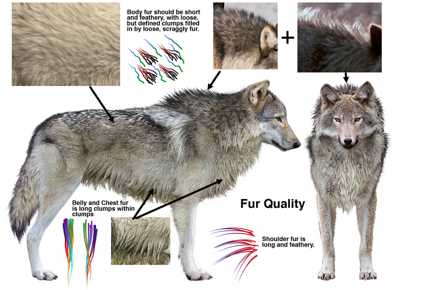 Wolves facts