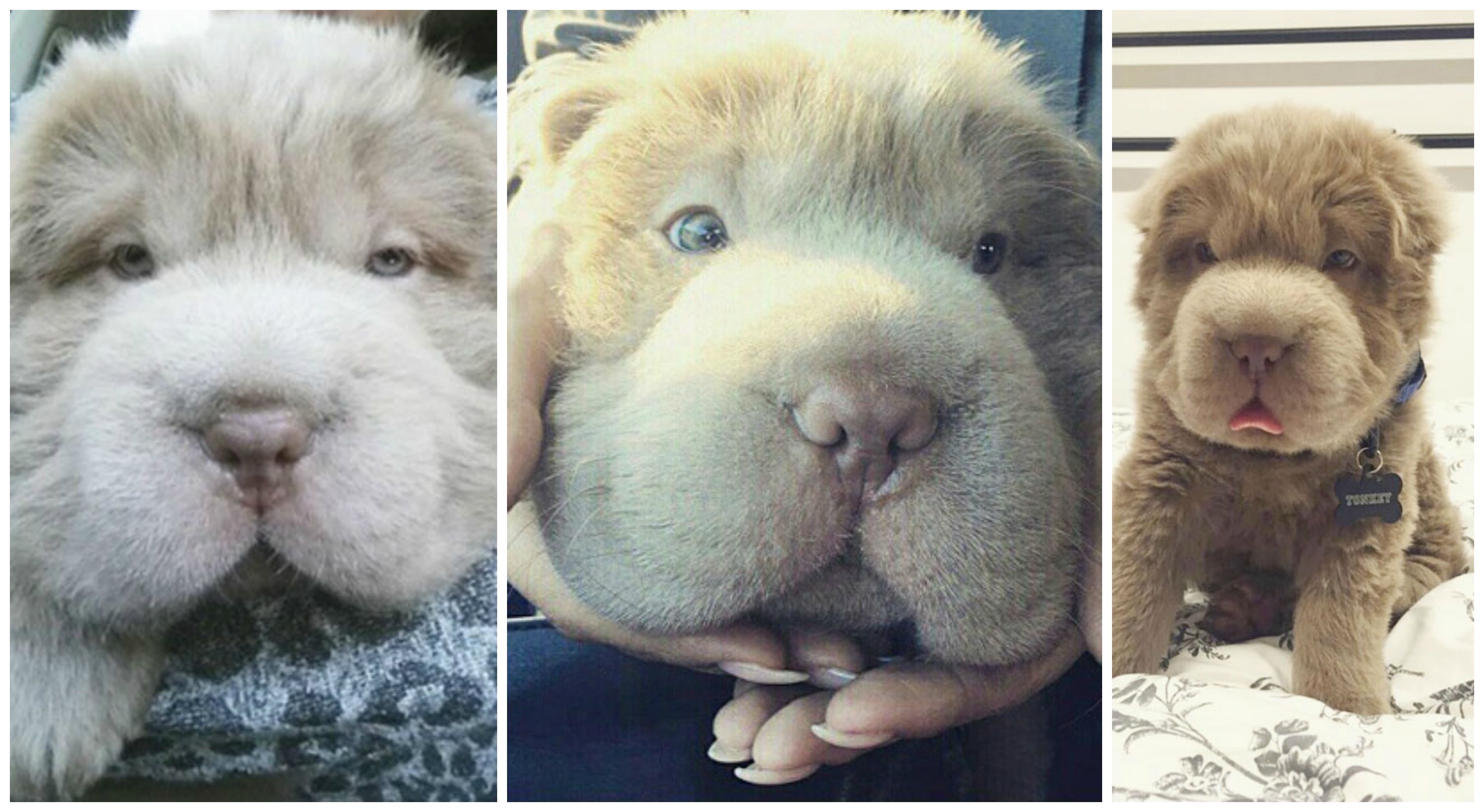 Looks Like A Bear