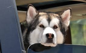 8 Reasons Why Holidays With Your Dog Are So Much Better