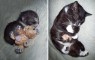 Little cat
