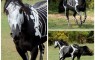 Skeleton horse