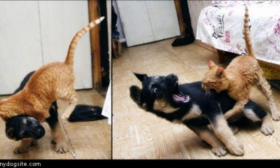 cats vs dogs