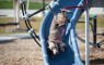 dogs on slides