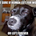 12 Funny animals with real-life trust issues. LoL too funny to watch