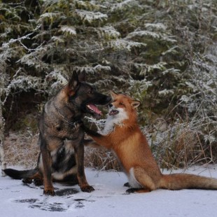 The curious life of a fox and a dog!