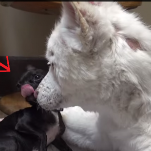 Homeless dog saved!