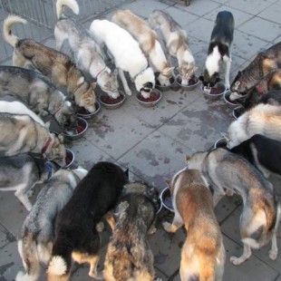 Siberian Husky Feeding