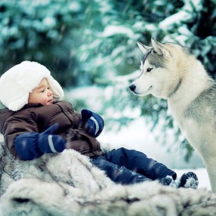 Siberian huskies with kids and other pets