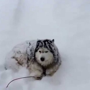 Husky in Natural habitat