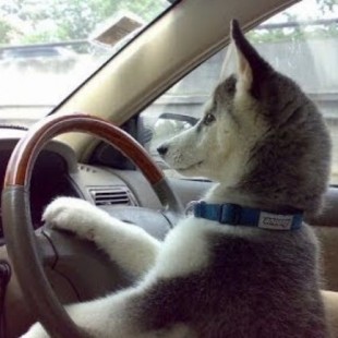 How to travel with a Siberian  Husky