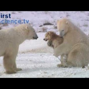 Polar bears and Husky dogs playing on arctic