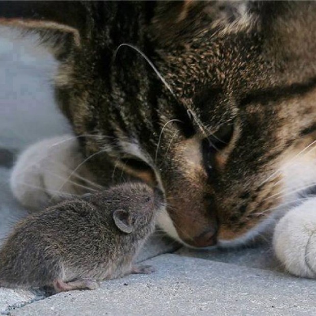 Real life Tom & Jerry
