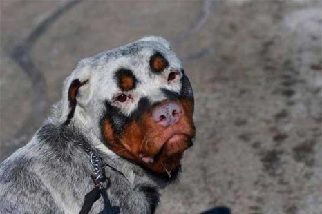 15 Unique Dogs With Unique Coats