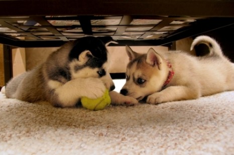 10 Interesting Facts About Dogs