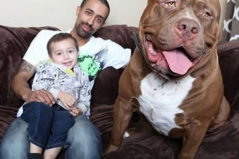 Hulk The 175-Pound Pitbull is Actually a Gentle Giant That Will Crush You With Kindness ( 8 Pictures)