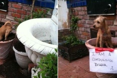 10 Incidents Prove That Dogs Are The Worst Gardeners in the World