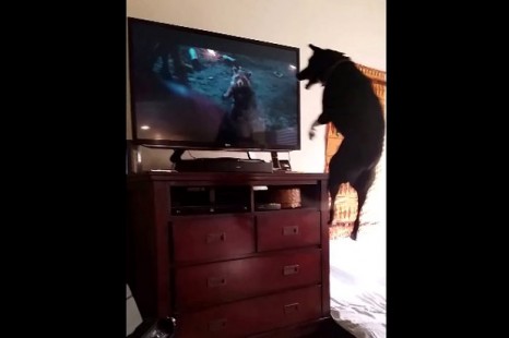 Watch the hilarious dog reaction when he watches his favorite character