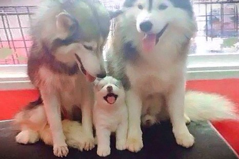 10 Animal Family Pictures That Will Melt Your Heart