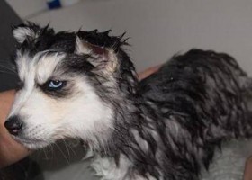 5 Reasons Why Your Pup May Not Bath Time