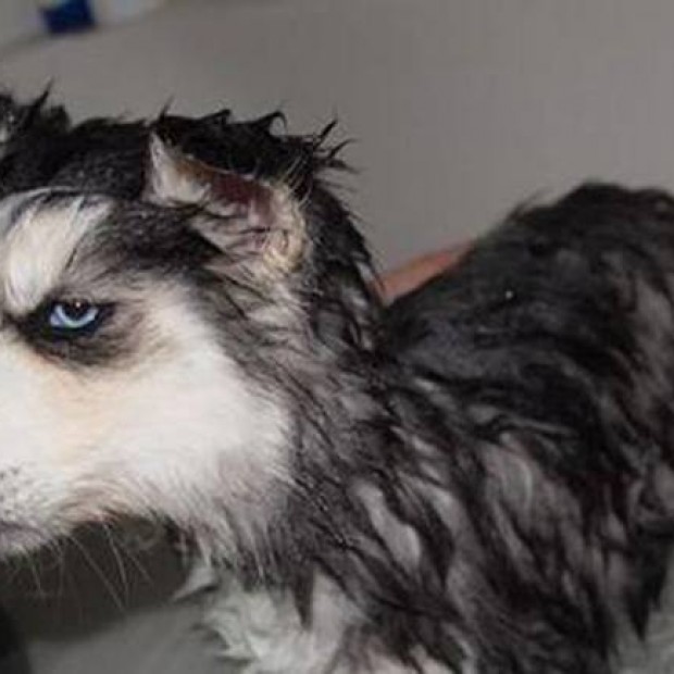 5 Reasons Why Your Pup May Not Bath Time