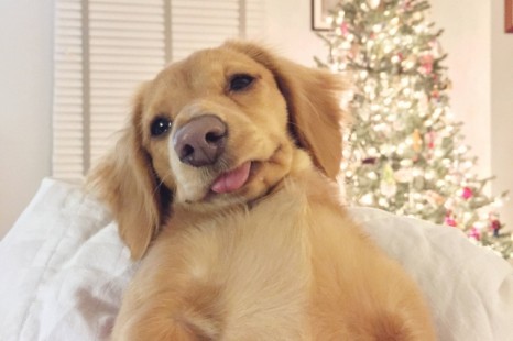 16 Picture of Dogs Who Need More Work on Their Selfie Skills